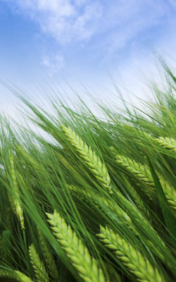 agri